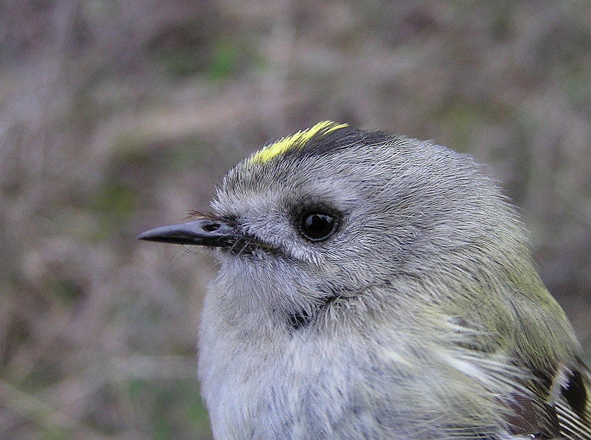 Goldcrest, Sundre 20100511